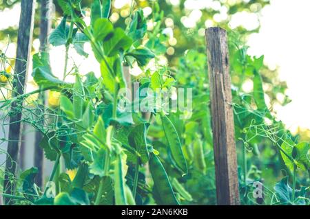 Les jeunes plants de pois verts à plantation dans la lumière du soleil Banque D'Images