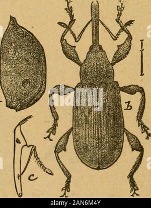 Une première introduction à l'étude de l'entomologyTogether avec un chapitre sur les mesures correctives, ou des méthodes qui peuvent être utilisées dans la lutte contre les insectes nuisibles ; les ennemis du pommier et son fruit, et l'insecte ennemis de petits grains . Fig. 91.-Curcullo Pommes montrant Plum-perforations grandeur nature. [Prom Insectes 1 Fig. 93 représente une autre de ces espèces que gougers infuture peut être trouvé pour attaquer l'Apple, à savoir, le sable-cherry Gouger.. Banque D'Images