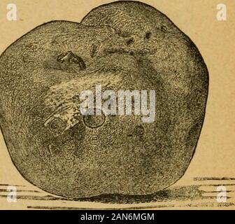 Une première introduction à l'étude de l'entomologyTogether avec un chapitre sur les mesures correctives, ou des méthodes qui peuvent être utilisées dans la lutte contre les insectes nuisibles ; les ennemis du pommier et son fruit, et l'insecte ennemis de petits grains . Fig. 91.-Curcullo Pommes montrant Plum-perforations grandeur nature. [Prom Insectes 1 Fig. 93 représente une autre de ces espèces que gougers infuture peut être trouvé pour attaquer l'Apple, à savoir, le sable-cherry gouger. Banque D'Images