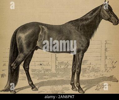 Source et sportif . 11m VOL. 1-NO. ". ) N° 508 Montgomery Street. FEAISCISCO ) SAJf, samedi 5 août 1882. Je ABONNEMENT, ! Cinq dollars par année. Chevaux NOTABLES DE CALIFORNIE.. f 6j  ?.--. mm .. ,• ? ? •J-S.-- * fc j wp". .,. ? ? ?- - Je ?a S^ gi | rv-  , wifi / ^ ?c&gt ; ? : : -- l'UWL.••- - ? ? T, -- ?--.-X RGS8§3GI4§§ gls - ^^Wift C jusqu'à présent les illustrations de chevaux trotteurs ont été con-condamné à deux familles, Romero est un descendant de l'SimpsonBlackbirds sur l'extrémité mâle du honse, Belle Echo, Elec-Hambletonians tioneer et Echo. Le barrage de Romero wasof les chefs Mambrino suivant le sire Banque D'Images