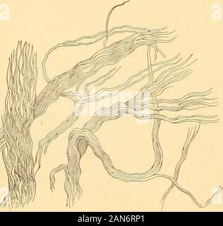 L'anatomie, la physiologie et l'hygiène pour les écoles secondaires . ^,forment un tissu. Variétés de tissus. Ce cellsjnay andarrange eux-mêmes prendre des formes différentes façons. indifférent ensemble Cette variationin nrrauge et le caractère de cellules donne lieu todifferent les types de tissus. Thns,les cellules peuvent être lygonal-po ou cubique en forme et se trouvent à côté l)yside comme des pierres dans un mur, avec. Banque D'Images