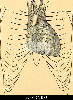 Un manuel de la médecine clinique et diagnostic physique (EBAN) .. Le auricleis gauche couverts par l'oreillette droite et le poumon gauche. Le ventricule gauche se trouve la plupart du temps loin de la surface, son upperedge est couvert par le poumon gauche, mais son comesforward apex à la surface ci-dessous, et les battements entre couples lesvis et sixième côtes, un pouce ou peut-être moins à l'intérieur, et un an et demi pouces sous le mamelon gauche. Il sera vu qu'il y a un petit espace débutant le abovewhere le poumon gauche quitte ses concitoyens, à la quatrième,cartilage dans laquelle le cœur est découvert. La position relative, physique 204 Banque D'Images