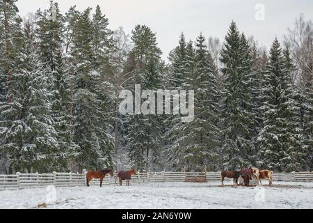 Chevaux sur un fond d'une forêt d'hiver. Paysage d'hiver. Banque D'Images