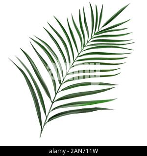 Les feuilles tropicales, Jungle floral botanique éléments. Les feuilles de palmier, de l'art illustration peinte avec aquarelles isolé sur fond blanc. Banque D'Images