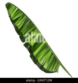 Les feuilles tropicales, Jungle floral botanique éléments. Les feuilles de palmier, de l'art illustration peinte avec aquarelles isolé sur fond blanc. Banque D'Images