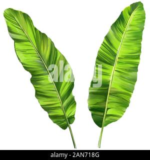 Les feuilles tropicales, Jungle floral botanique éléments. Les feuilles de palmier, de l'art illustration peinte avec aquarelles isolé sur fond blanc. Banque D'Images