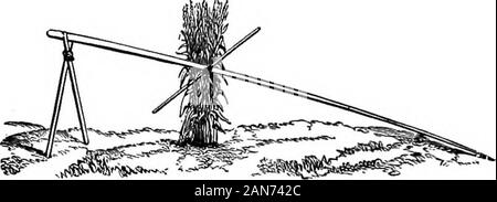 Manuel d'agriculture, de l'école, la ferme, et le fireside . etter que de faire confiance à une sélection au moment de l'epluchage,ou après le maïs est mis dans le bac. 537. Ceux qui font une pratique de couper le topstalks, faites-le vers le milieu de septembre, ou quand thetassel commence à croître, à sec après que le noyau a durci.Dans certains cas, c'est qu'thouglat hastensthe les tiges de coupe maturation du grain, mais si les oreilles sont douces à dutemps de la coupe, ils se ratatinent et plein andsound jamais mûrir. 538. Mais le meilleur et le plus pratique pour se appearsto éclairé découper l'ensemble de l'usine fr Banque D'Images