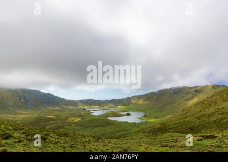 Hortensias qui poussent sur le bord de la caldeira de l'île de Corvo dans les Açores, au Portugal. Banque D'Images