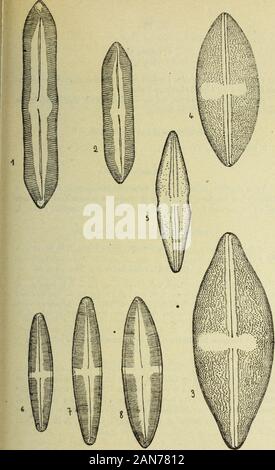 Bulletin du MuseÌum d'histoire naturelle . ©. Sur lereste de la soupape, il ny avait que quelques perles Ã©analyse : cest celui queje reprÃ©sente ligure 5. F rostrata OMÃ¯dl. OMuller El. Kal... p. 3o3 ; pl. 12, fig..3-5. Â A. S. AU., pl. /19, fig. 5i.abondante. Var. Ntheri OMiill GÃ".OMÃ"ller El. Kab., pl. 12, fig. 6-7. Anomoeoneis sphaerophora (var.) Mangini nov. sp.(Fig. 3.) elliptique lancÃ©olÃ©e Ã extrÃ©mitÃ©s subrostrÃ largement©es. ArÃ©une axialeÃ©troite. ArÃ©inÃ©galement une centrale dilatÃ©e des deux cÃ'tÃ©s du nodule de stries.comme dans ly !, sphaerophora KÃ¯itz. Stries au nombre de 1 (3 Banque D'Images