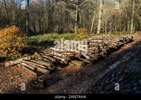 Une pile de journaux dans le cadre de la gestion des forêts et à l'ouverture de nouveaux sentiers à Thorndon Park à Brentwood dans l'Essex. Banque D'Images