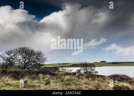 Noueux et tordu les petits arbres poussant près du lac Colliford sur Bodmin Moor en Cornouailles. Banque D'Images