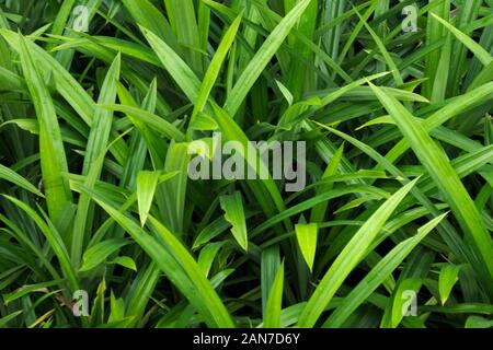 L'herbe luxuriante, vert vif, Close up detail. Utile comme arrière-plan. Banque D'Images