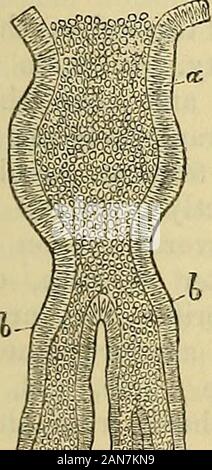 Principes du charpentier de la physiologie humaine .  ^il£d'apparence de la membrane muqueuse de l'estomac, dans une préparation injectée.-a, de l'convexsurface rugte ; du b, du quartier du pylore, où les orifices de l'folliclesoccupy gastrique les espaces entre les parties les plus profondes du réseau vasculaire. de l'ensemble de tube, est entouré par la projection de plis ou plica ? Pour alreadyreferred, et est bordée par une simple couche d'épithélium cylindrique semblable à la Fig. 71. Fig. 72.. Banque D'Images