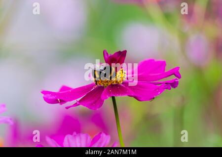 Un cerf chamois bourdon Bombus terrestris se nourrissant dans un Cosmos bipinnatus fleur avec pétales de plus en son centre en raison de mutations génétiques Banque D'Images