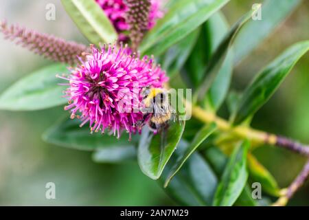 Un cerf chamois bourdon Bombus terrestris se nourrit de la fleur d'une Déméter bush Banque D'Images