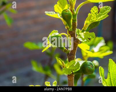 Petit arbre avec des figues vertes en gros plan, plante à fruit tropical populaires espèce d'Asie Banque D'Images