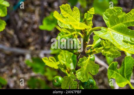 Libre d'un petit arbre avec des figues vertes, espèce de plantes à fruits tropicaux populaires d'Asie Banque D'Images