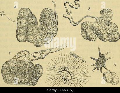 Principes du charpentier de la physiologie humaine . Réseau capillaire dans le Folliclesof la glande parotide. Dans la première (1 et 2, Fig. 67.. Modes de résiliation des nerfs dans les glandes salivaires.-1 et2, la ramification des nerfs entre les glandes salivaires ; 3, terminationof le nerf dans le noyau ; 4, l'Union européenne d'un ganglion cell avec un salivarycell ; 5, les varices entrer nerveuses à l'theexcretory les cellules cylindriques de conduits. Fig. 67), un nerf-cérébro-spinale perd sa gaine fibre comme il passe par membrane de sous-sol de l'acinus, avec laquelle la gaine devient * Pfluger, Schultzes Archiv, Banque D'Images