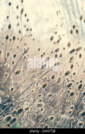 Teasels poussant sauvage sur le désert à Newcastle upon Tyne, Tyne and Wear, Royaume-Uni Banque D'Images