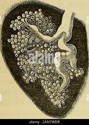 Principes du charpentier de la physiologie humaine . givesan stimulus excessif à l'ancienne, leur action prédomine, à moins que l'sera mis en vigueur pour renforcer la résistance du sphincter ; nous arefrequently cette expérience, parfois à notre grand inconfort. Sur le otherhand, si le stimulus déficientes, la volonté doit aider le expulsors, afin de vaincre cette résistance qui est due à la contraction réflexe d'thesphincters ; de ce nous pouvons également nous convaincre, lorsqu'un sentiment de bien-fondé, ou un éventuel sujet de commodité, nous occasions d'évacuer le contentsof le rectum ou bl Banque D'Images