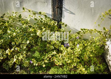 Evergreen panachée Vinca offre une touche de couleur et de l'intérêt dans les mois d'hiver dans un jardin anglais Banque D'Images