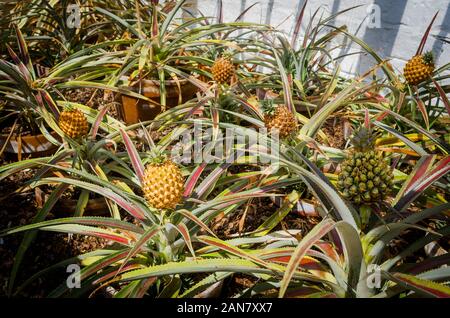 Les plants d'ananas se fructifient dans un lit chaud dans les jardins d'Heligan à Cornwall, Angleterre, Royaume-Uni Banque D'Images