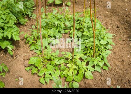 Les jeunes plantes haricot avec les cannes en place pour soutenir la croissance d'une pyramide Banque D'Images