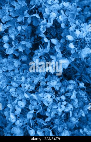 Classique bleu, tonique image monochrome. Moody art sombre photo floral avec peu de fleurs séchées d'hydrangea sur un fond marron foncé, à sec d'hiver backdr Banque D'Images