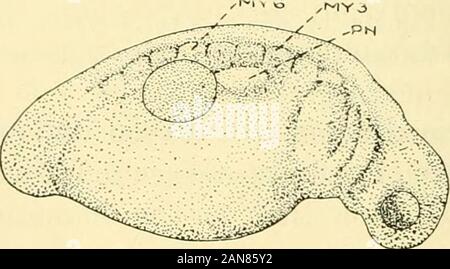 Le Journal of Experimental Zoology . Fig. 4 dessin de l'appareil photo d'un embryon au stade de la médullaire élevée.plis fortement disque pointillées indique la taille et la position du membre Jermwith méso(l'ectoderme sus-jacent transplantées d'un embryon déjà stainedin une solution de bleu du Nil de sulfate. X 10. Fig. 5 dessin de l'appareil photo de l'embryon même illustré à la figure 4 deux jours plus tard, montrant la relation de la transplantation à la région du membre normal. X 10 (texte de la plaie. fig. 4). C'est vu de cette figure qu'un transplantso placé occupe la région du flanc à l'extrémité postérieure de l'embryon. Banque D'Images