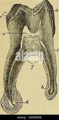 Principes du charpentier de la physiologie humaine . n ; et l'crustapetrosa, qui investit le fang. Sur l'examen d'une thinlongitudinal article de la dentine d'une dent est trouvé, comme l'arbre des os longs, d'être creusé un outinto pulp-cavité, contenant un peu de tissu conjonctif avec bloodvessels,et les nerfs. Ces entrer par aminute à l'extrémité de l'orifice de la fang. Thedentine qui entoure la pulpe-cavité est compose d'une matrice, qui est traversée par de nombreux tubuli,qui rayonnent à partir de la cavité de pâte vers l'exter-nal surface de la dent, et qui poursuivent une gentlyundulating, cours divid Banque D'Images