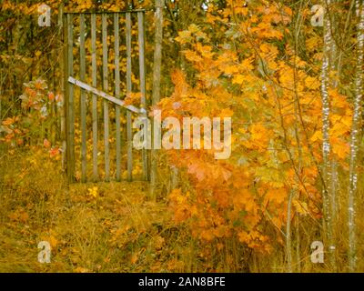 Barrière, barrière en bois, entrée du jardin, feuilles dorées, automne fond Banque D'Images