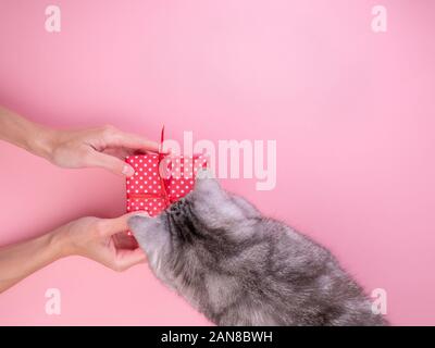 Woman holding gift en rouge boîte-cadeau avec un arc et le donner à fond rose, chat, vue du dessus, l'espace vide pour le texte Banque D'Images