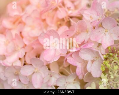 Hortensia blanc et rose tendre fleurs fond floral romantique Banque D'Images