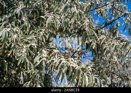 Elaeagnus angustifolia (communément appelé chalef argenté, berry, oleaster, Perse, d'olive ou d'oliviers sauvages) branche avec fruits verts contre le ciel bleu Banque D'Images