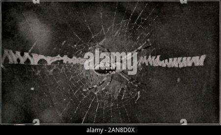 Bulletin . J*rairie Crawlisfa. K^ambarusgracilis : mâle (à gauche), femelle (ri"ht). youny (ci-dessous). (Photo-graph prêté par Nellie Rietz Taylor.) Espèce XXXVIIPrairie Plaque Fig. 1. Femme araignée des jardins, l'Argiope aurantia, au milieu d'itsweb. La taille naturelle. (Emerton, araignées communes.) Fig. 2. Cocon de oeufs dans grtiss likaledes marsh. La taille naturelle. (Emerton,I.e.) Fig. 3. Récolte poli, Liohunum poUtiim-spider. mâle. Taille naturelle.(mauvaise herbe, Proc. U. S. Nat. Mus.) Plaque XXXVII. Banque D'Images