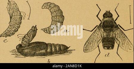 Une première introduction à l'étude de l'entomologyTogether avec un chapitre sur les mesures correctives, ou des méthodes qui peuvent être utilisées dans la lutte contre les insectes nuisibles ; les ennemis du pommier et son fruit, et l'insecte ennemis de petits grains . 106 UNE PREMIÈRE INTRODUCTION L'une de ces mouches est figuré ci-joint qui a été produites à partir de vers. D'autres espèces sont connus pour se nourrir sur les oeufs de différentes speciesof les criquets ou les sauterelles. Plusieurs de ces espèces sont describedat dans le deuxième rapport annuel de l'United States entomo-logique Commission. Ces bee-mouches sont belles c Banque D'Images