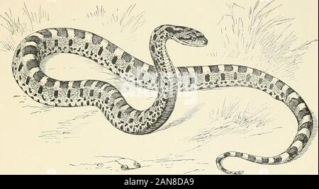 Les tortues, les serpents, les grenouilles et autres reptiles et amphibiens de la Nouvelle Angleterre et le nord . 6. nilk Serpent. L'additionneur tachetés. . OPhibohis iriangidus doliatus. Longueur, cinquante centimètres ; gris, rouge-brun avec des taches noir bordé noir, ventre:ou blanc avec des taches noires. carrés Banque D'Images