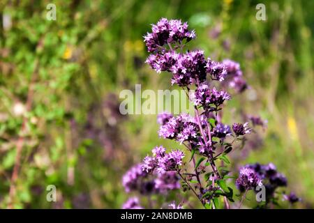 Libre de belles fleurs d'origan sur une prairie d'été Banque D'Images