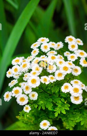 Le pyrèthre floraison libre avec goldsmith (Cetonia aurata) assis sur elle. Le pyrèthre contient de la pyréthrine utilisé comme insecticide naturel Banque D'Images