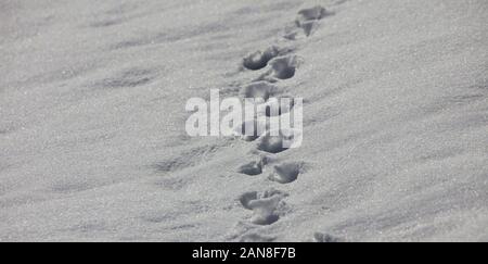 Pieds des pistes d'animaux hiver neige Banque D'Images