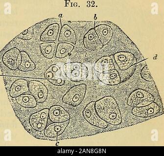 Principes du charpentier de la physiologie humaine . ^0^ otEndogenous f ?Par exemple Cell-formation. Tissus conjonctifs, le cartilage. 45. L'article de l'activité des cartilages de têtard.-a, groupe de quatre cellules, séparant les uns des autres ; b paire,de cellules en apposition ; e, e, noyaux de cartilage- tion des principaux os du squelette, certaines portions de la voûte de thecranium étant exceptées. Le cartilage hyalin ou permanente des adultes iswell illustrée dans le cartilage recouvrant les surfaces articulaires des os, des cartilages costaux dansle, et dans l'anneaux cartilagineux de la trachée. Dans allthese situatio Banque D'Images