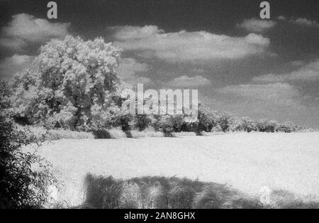 Vue sur champs de blé de bergers, près de Droxford, Hampshire, England, UK. Le noir et blanc l'infrarouge, filmstock avec sa structure de grain proéminent, à contraste élevé et lumineux brillant feuillage. Banque D'Images