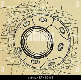 Principes du charpentier de la physiologie humaine . Étapes successives dans le développement de la graisse. Fig. 31.. ^0^ otEndogenous f ?Par exemple Cell-formation. Tissus conjonctifs, le cartilage. 45 Banque D'Images