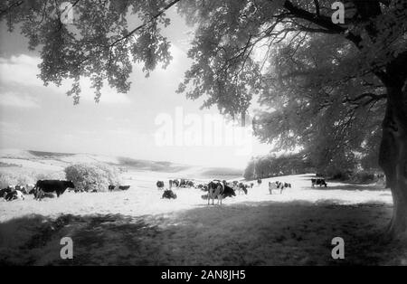 Les vaches près de Old Hill Winchester, Hampshire, England, UK. Le noir et blanc l'infrarouge, filmstock avec sa structure de grain proéminent, à contraste élevé et lumineux brillant feuillage. Banque D'Images