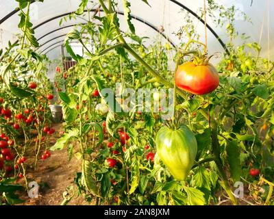 La maturation des tomates rouges, à effet de la récolte agricole close-up Banque D'Images
