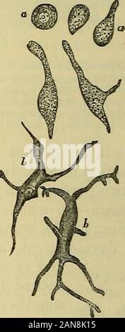 Principes du charpentier de la physiologie humaine . Les cellules des ni-Figmentum grum.-une granulesconcealing pigmentaires, le noyau ; b, thenucleus distincts. Les tissus conjonctifs tissu aréolaire. 39 est remarquable que cela devrait perdurer longtemps après la mort du corps général.Une forme particulière de cellule, appelé Cup, ou Goblet-Cell (Fig. 20), appearsscattered sur certaines parties qui sont habituellement couverts par les cellules ciliées et colonnaires.Selon Klein,* ils ne sont que les coquilles vides de l'ordinaire, ciliatedcells la substance de ce qui a fait l'objet de conversion en mucines. Incertain des parties du corps - comme dans l'choroi Banque D'Images