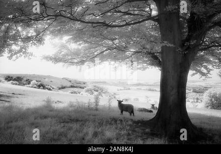 Moutons dans un pâturage près de l'ancienne colline de Winchester, Hampshire, England, UK. Le noir et blanc l'infrarouge, filmstock avec sa structure de grain proéminent, à contraste élevé et lumineux brillant feuillage. Banque D'Images