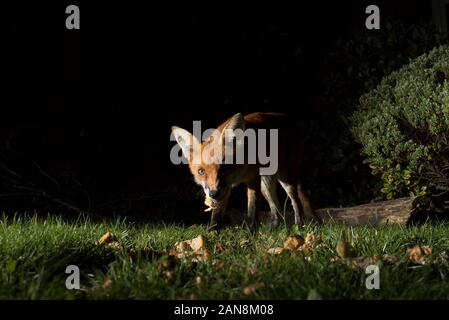 Gros plan à l'avant du renard roux urbain affamé (Vulpes vulpes) en train de manger des éraflures laissées sur la pelouse dans le jardin britannique la nuit, attrapé dans les projecteurs. Banque D'Images