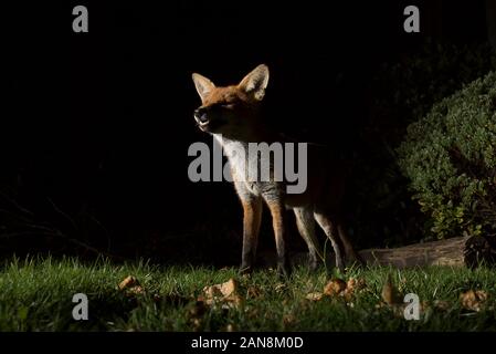 Vue rapprochée du renard rouge britannique sauvage et affamé (Vulpes vulpes) isolé dans l'obscurité, pour la nourriture dans le jardin britannique la nuit, éclairé par les projecteurs. Banque D'Images