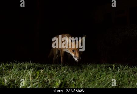 Gros plan sur le renard roux urbain affamé (Vulpes vulpes) isolé dans l'obscurité, qui s'éveille sur la pelouse dans le jardin britannique la nuit, pris dans les projecteurs. Banque D'Images